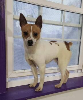 Rescue Rat Terrier Dogs for Adoption in Greensburg, Pennsylvania - Bolt | PetCurious