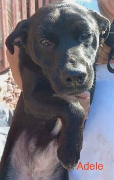 Rescue Pug and Mixed Breed Dogs for Adoption in Severance, Colorado - Adele | PetCurious