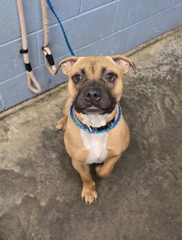 Keen -  Pit Bull Terrier Dog for Adoption in Evansville, Indiana - Keen | PetCurious