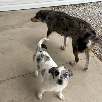 Australian Cattle Dog Blue Heeler and Australian Shepherd Dogs Available for Adoption in Normal, Illinois - Lassie | PetCurious
