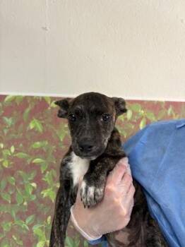 Apple Sauce -  Shepherd and Mixed Breed Dog for Adoption in San Antonio, Texas - Apple Sauce | PetCurious