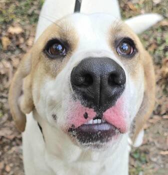 Rescue Anatolian Shepherd and Labrador Retriever Dogs for Adoption in Newport, Tennessee - Harley | PetCurious