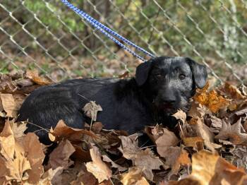 Rescue Mixed Breed Dogs for Adoption in Leitchfield, Kentucky - Beans | PetCurious