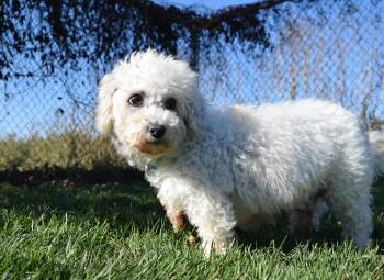 Rescue Shih Poo Dogs for Adoption in Tomah, Wisconsin - Elizabeth | PetCurious