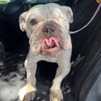 Julio 54093 -  English Bulldog Dog for Adoption in Las Vegas, Nevada - Julio 54093 | PetCurious