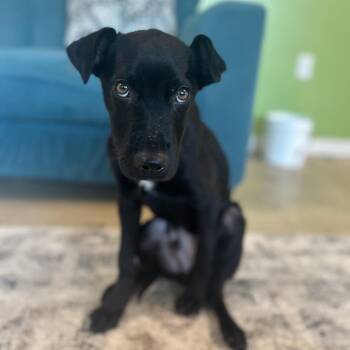 Labrador Retriever and Mixed Breed Dogs Available for Adoption - Bugs | PetCurious