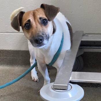 Benson -  Jack Russell Terrier Dog for Adoption in Council Bluffs, Iowa - Benson | PetCurious