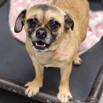 Lynx -  Pug Dog for Adoption in New Philadelphia, Ohio - Lynx | PetCurious
