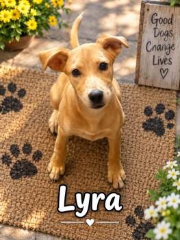 Lyra -  Mixed Breed Dog for Adoption in Rock Hill, New York - Lyra | PetCurious