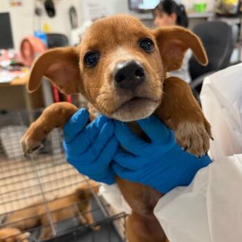 Guinness -  Shepherd Dog for Adoption in Edinburg, Texas - Guinness | PetCurious