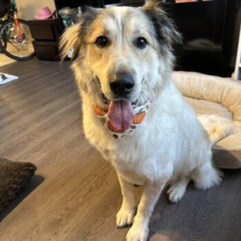 Cody -  Great Pyrenees and Akbash Dog for Adoption in King City, Ontario - Cody | PetCurious