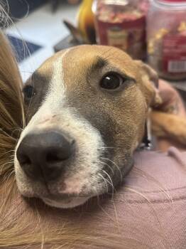 Piper J -  American Bully Dog for Adoption in Dyersburg, Tennessee - Piper J | PetCurious