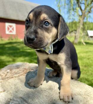 Retriever and Black And Tan Coonhound Dogs Available for Adoption in Pittsboro, North Carolina - Lucas | PetCurious