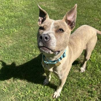 Pibbles -  Mixed Breed Dog for Adoption in Auburn, Alabama - Pibbles | PetCurious