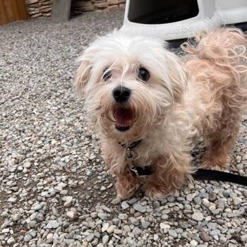 Mixed Breed Dogs Available for Adoption in Fairport, New York - Pup | PetCurious