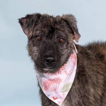 Taffy - Snuggly, Loving, Good with Dogs and Children -  Dutch Shepherd and Plott Hound Dog for Adoption in Houston, Texas - Taffy - Snuggly, Loving, Good With Dogs And Children | PetCurious