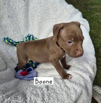 Boone (26-136 D) -  Mixed Breed Dog for Adoption in Lansing, Michigan - Boone (26-136 D) | PetCurious