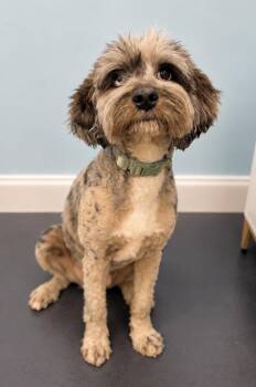 Beetle -  Aussiedoodle Dog for Adoption in Covington, Louisiana - Beetle | PetCurious