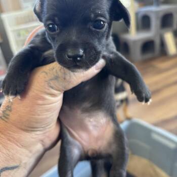 Chihuahua and Jack Russell Terrier Dogs Available for Adoption in Deming, New Mexico - Lucy | PetCurious