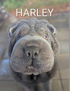 Shar Pei Dogs Available for Adoption in Cameron, North Carolina - Harley | PetCurious