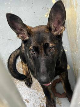 June -  German Shepherd Dog Dog for Adoption in Labelle, Florida - June | PetCurious