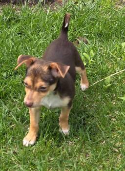 Chihuahua Dogs Available for Adoption in South Bend, Indiana - Matt Dillon | PetCurious