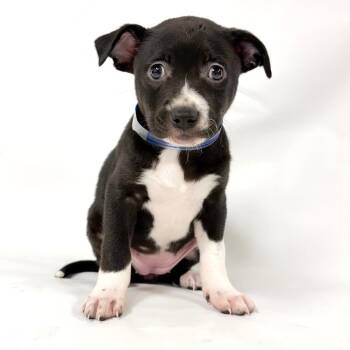 915 (2026) Lillian -  Pit Bull Terrier and Rat Terrier Dog for Adoption in Parker, Colorado - 915 (2026) Lillian | PetCurious