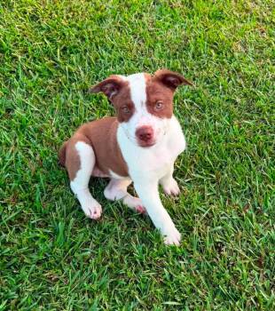 Megan -  Australian Shepherd Dog for Adoption in Glocester, Rhode Island - Megan | PetCurious