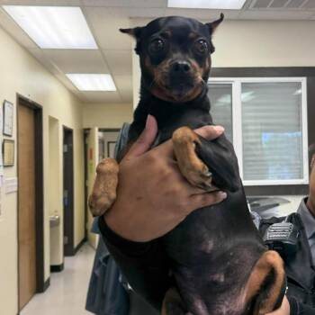 Opal 26-10-050 -  Miniature Pinscher Dog for Adoption in Bastrop, Texas - Opal 26-10-050 | PetCurious