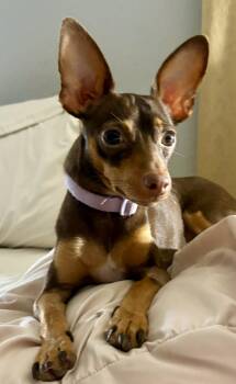 Chihuahua Dogs Available for Adoption - Coco  | PetCurious
