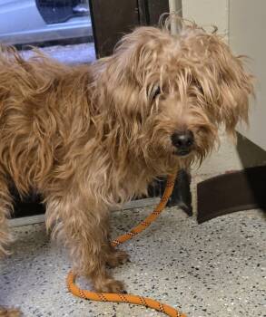 Affenpinscher and Mixed Breed Dogs Available for Adoption in Saint Clairsville, Ohio - Fergus | PetCurious