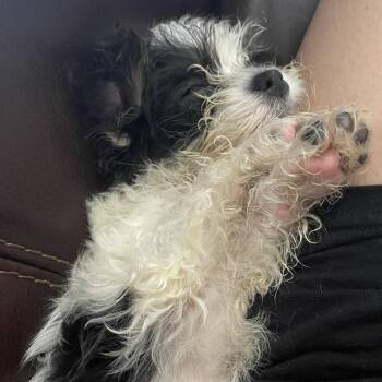 Dorothy -  Shih Tzu Dog for Adoption in Avon, Ohio - Dorothy | PetCurious