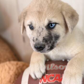 Owen (blue eye) -  Labrador Retriever and Catahoula Leopard Dog Dog for Adoption in Atlanta, Texas - Owen (blue Eye) | PetCurious