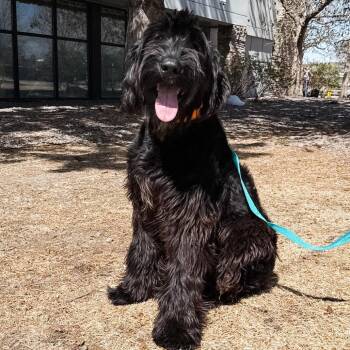 Giant Schnauzer Dogs Available for Adoption in Parker, Colorado - 466 (2026) Paris | PetCurious