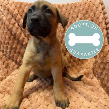 Princess Moana -  Mixed Breed Dog for Adoption in Janesville, Wisconsin - Princess Moana | PetCurious