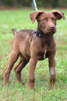 Rescue Labrador Retriever Dogs for Adoption in North Fort Myers, Florida - Rolo | PetCurious
