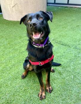 Rottweiler and Mixed Breed Dogs Available for Adoption in San Francisco, California - SEBASTIAN | PetCurious