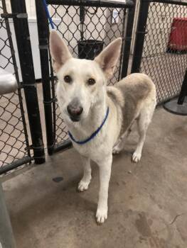 German Shepherd Dog and Mixed Breed Dogs Available for Adoption in Dallas, Texas - LADY (PCD) | PetCurious