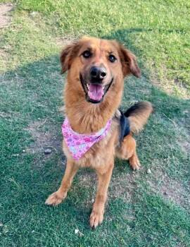 Chloe -  German Shepherd Dog Dog for Adoption in Mckinney, Texas - Chloe | PetCurious