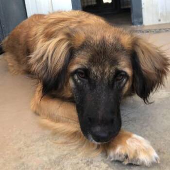 Leonessa -  Shepherd and Mixed Breed Dog for Adoption - Leonessa | PetCurious