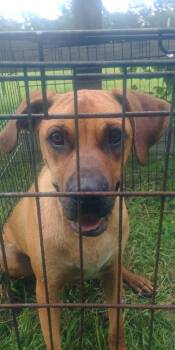 Rescue Mixed Breed Dogs for Adoption in Magnolia, Texas - Toby | PetCurious