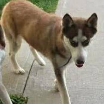 Husky Dogs Available for Adoption in Brooksville, Kentucky - Spice | PetCurious