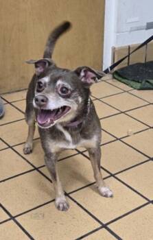 Cocoa - 1 -  Chihuahua and Mixed Breed Dog for Adoption in Daytona Beach, Florida - Cocoa - 1 | PetCurious