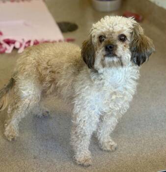 Violet -  Shih Tzu and Poodle Dog for Adoption in Chambersburg, Pennsylvania - Violet | PetCurious