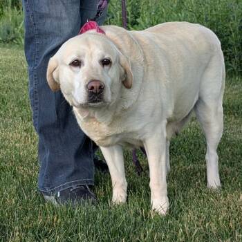 Shirley -  Labrador Retriever and Mixed Breed Dog for Adoption in Dekalb, Illinois - Shirley | PetCurious