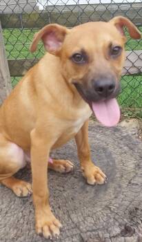 DIEGO -  Mastiff Dog for Adoption in Louisville, Ohio - DIEGO | PetCurious