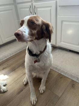 SC/Dixie -  Brittany Spaniel Dog for Adoption in Baldwinsville, New York - SC/Dixie | PetCurious