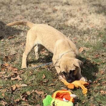 Saint Bernard Dogs Available for Adoption - Denali | PetCurious