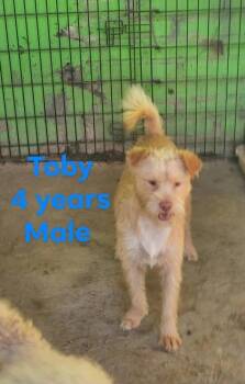 Toby -  Terrier Dog for Adoption in Durango, Colorado - Toby | PetCurious