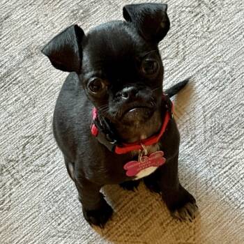 Drum -  Pug and Mixed Breed Dog for Adoption in Portland, Oregon - Drum | PetCurious